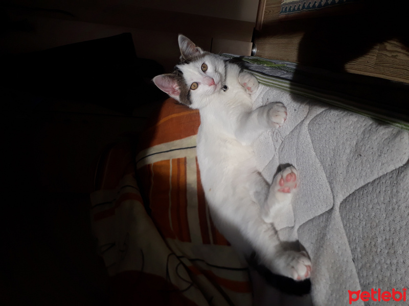 Tekir Kedi, Kedi  EFE fotoğrafı