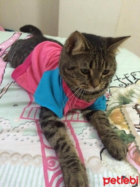 European Shorthair, Kedi  Alice fotoğrafı