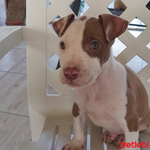 Amerikan Pitbull Terrier, Köpek  Tesla fotoğrafı