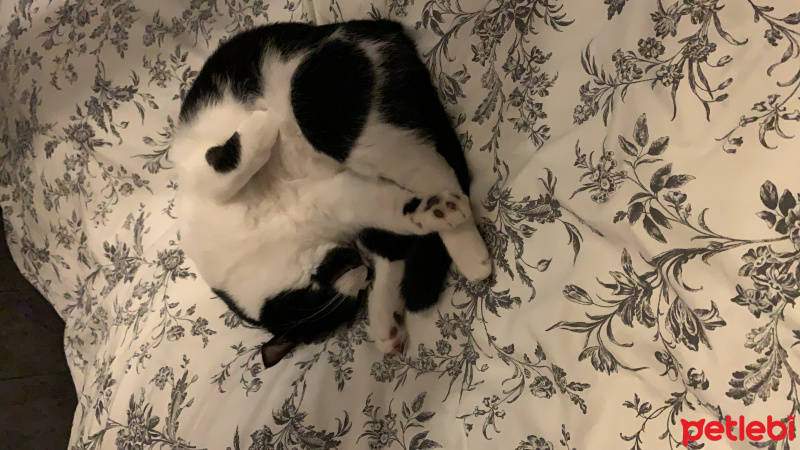 Tuxedo (Smokin) Kedi, Kedi  Tombik Tospik fotoğrafı