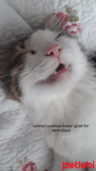 Tekir Kedi, Kedi  Leo fotoğrafı