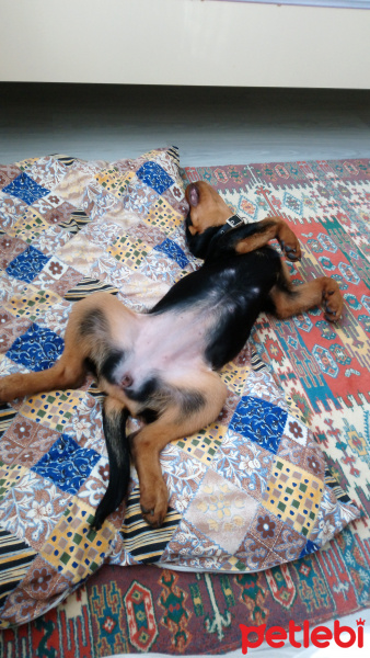 Rottweiler, Köpek  Hera fotoğrafı
