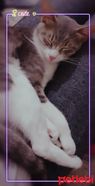 Tekir Kedi, Kedi  Duman fotoğrafı