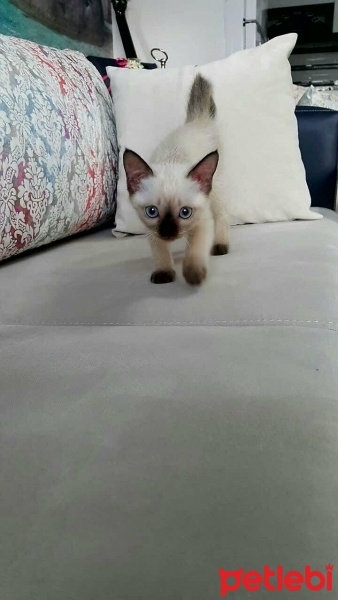 Siyam Kedisi, Kedi  Badem fotoğrafı