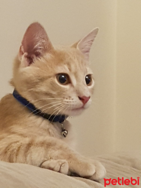 Bengal, Kedi  Sabri Abi fotoğrafı