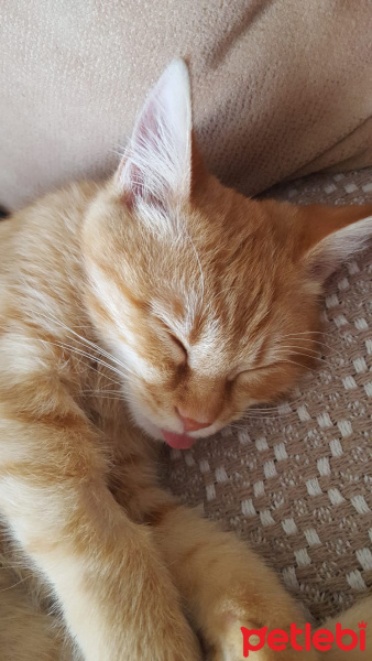 Sarman, Kedi  Şükrü fotoğrafı