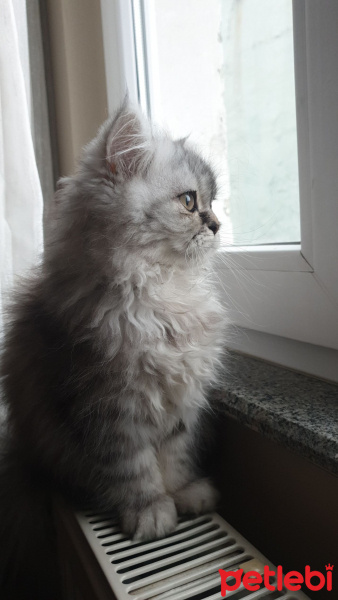 İran Kedisi (Persian), Kedi  Lokum fotoğrafı