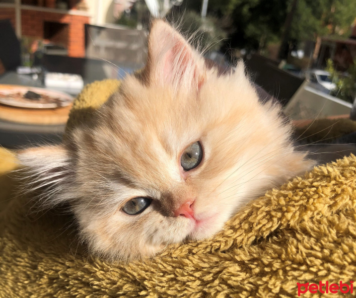 İran Kedisi (Persian), Kedi  Yumak fotoğrafı