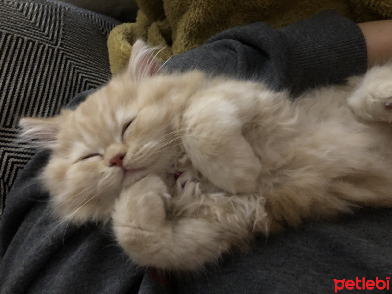 İran Kedisi (Persian), Kedi  Yumak fotoğrafı