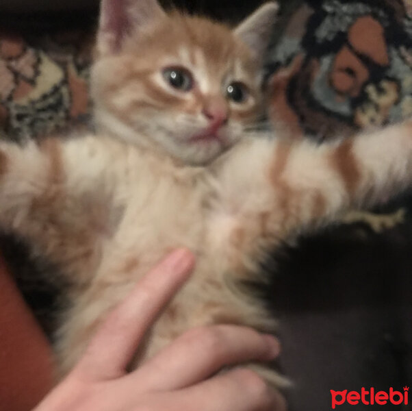 Sarman, Kedi  Leo fotoğrafı