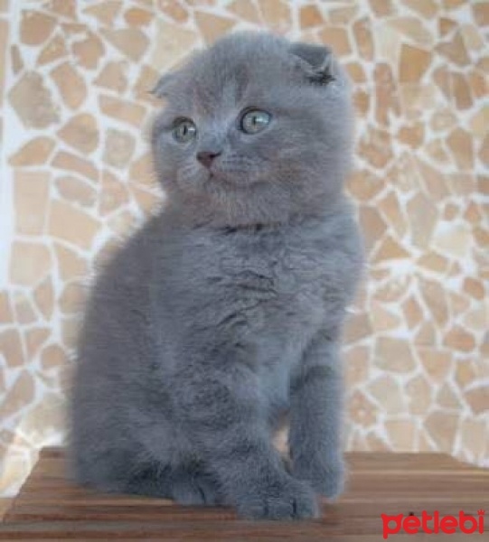 Scottish Fold, Kedi  Caz fotoğrafı