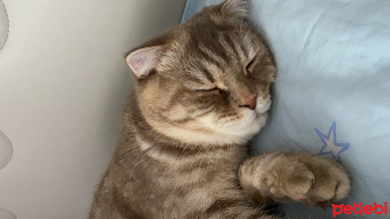 Scottish Fold, Kedi  Bella fotoğrafı