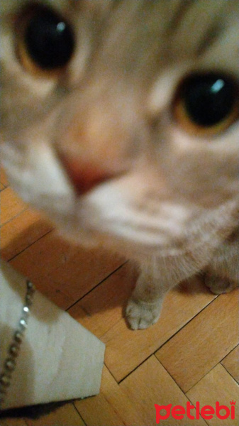 Scottish Fold, Kedi  Bella fotoğrafı