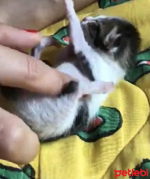 Tekir Kedi, Kedi  whiskey fotoğrafı