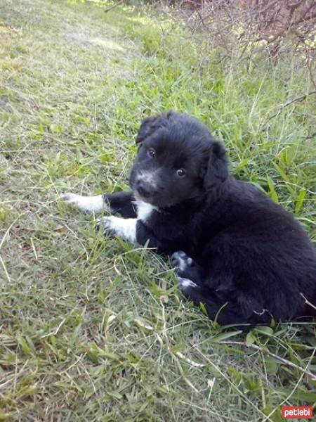 Bernese Dağ Köpeği, Köpek  Mack fotoğrafı