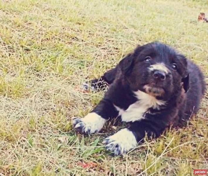 Bernese Dağ Köpeği, Köpek  Mack fotoğrafı