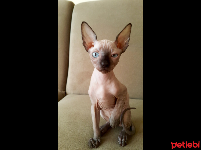 Sphynx, Kedi  Paşa fotoğrafı