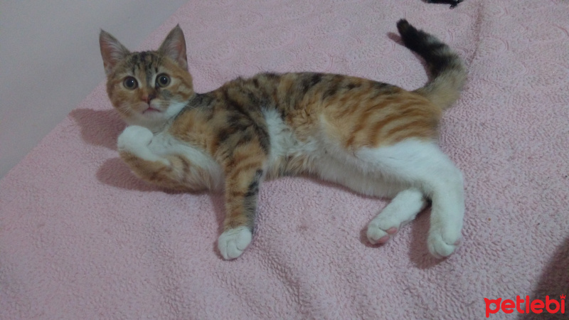 Tekir Kedi, Kedi  Sütlaç fotoğrafı