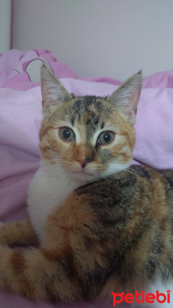 Tekir Kedi, Kedi  Sütlaç fotoğrafı