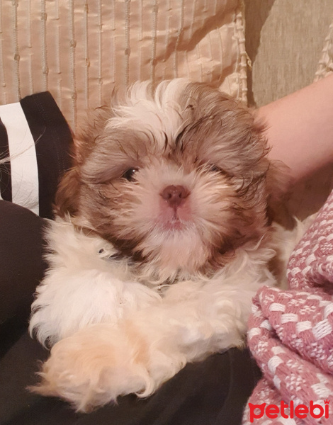 Shih Tzu, Köpek  pablo fotoğrafı