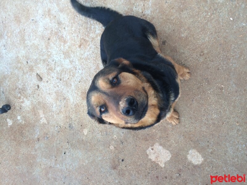 Rottweiler, Köpek  Tina fotoğrafı