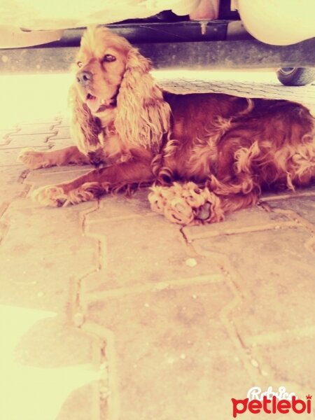 Amerikan Cocker Spaniel, Köpek  Atmaca fotoğrafı