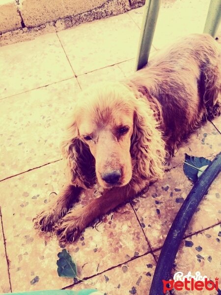 Amerikan Cocker Spaniel, Köpek  Atmaca fotoğrafı