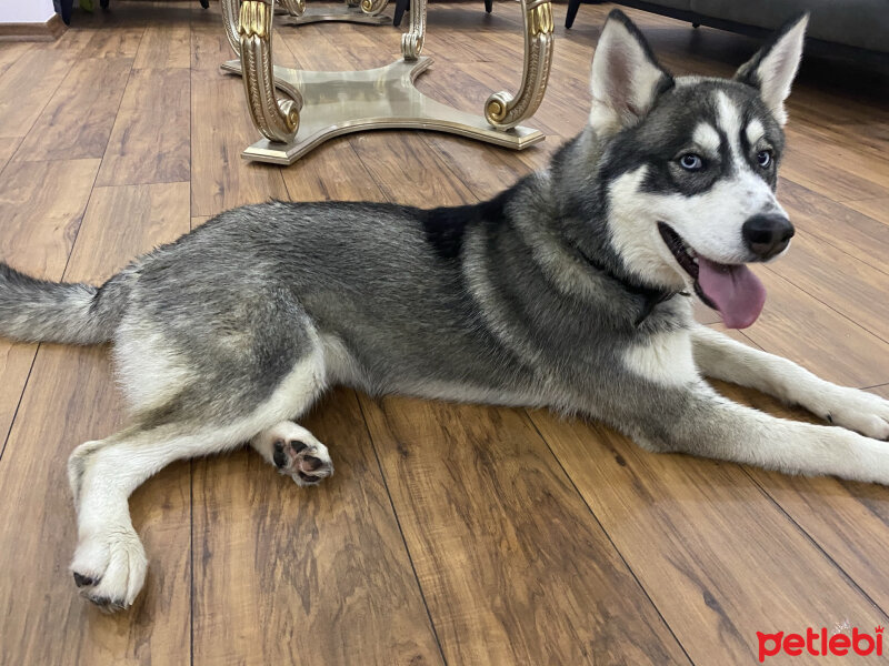 Sibirya Kurdu (Husky), Köpek  Aras fotoğrafı