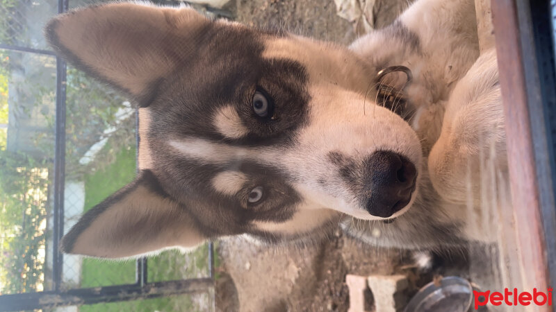 Sibirya Kurdu (Husky), Köpek  Aras fotoğrafı