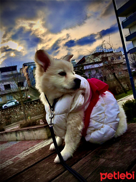 Amerikan Eskimo, Köpek  GOFRET fotoğrafı