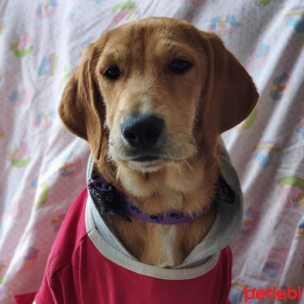 Labrador Retriever, Köpek  Caramel fotoğrafı