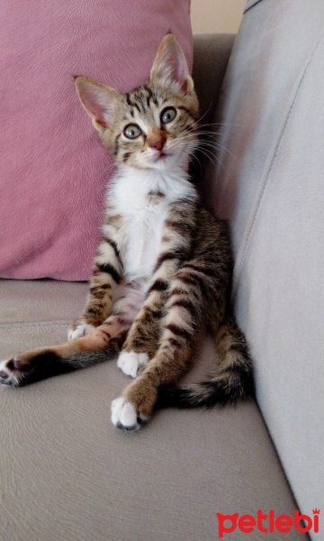 Tekir Kedi, Kedi  Badem fotoğrafı