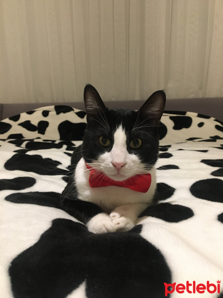 Tuxedo (Smokin) Kedi, Kedi  Maske fotoğrafı