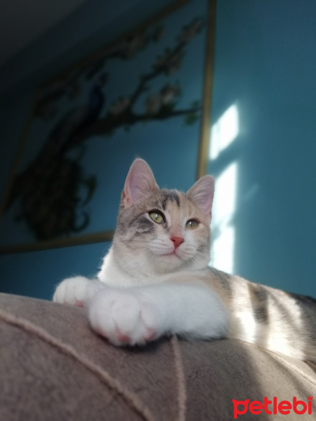 Tekir Kedi, Kedi  Balım fotoğrafı
