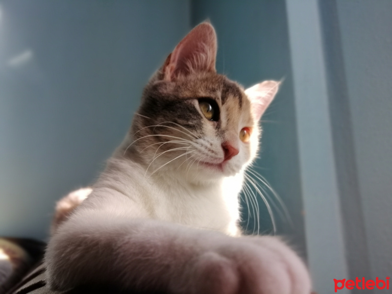Tekir Kedi, Kedi  Balım fotoğrafı