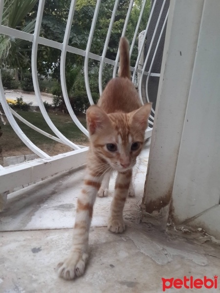 Tekir Kedi, Kedi  sarışeker fotoğrafı