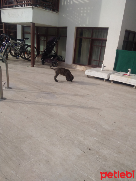 Presa Canario, Köpek  Ates fotoğrafı