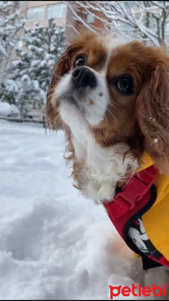Cavalier King Charles Spanieli, Köpek  IHLAMUR fotoğrafı