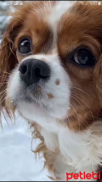 Cavalier King Charles Spanieli, Köpek  IHLAMUR fotoğrafı