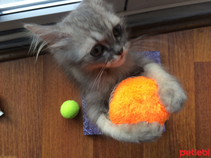 Chinchilla, Kedi  İrmik fotoğrafı