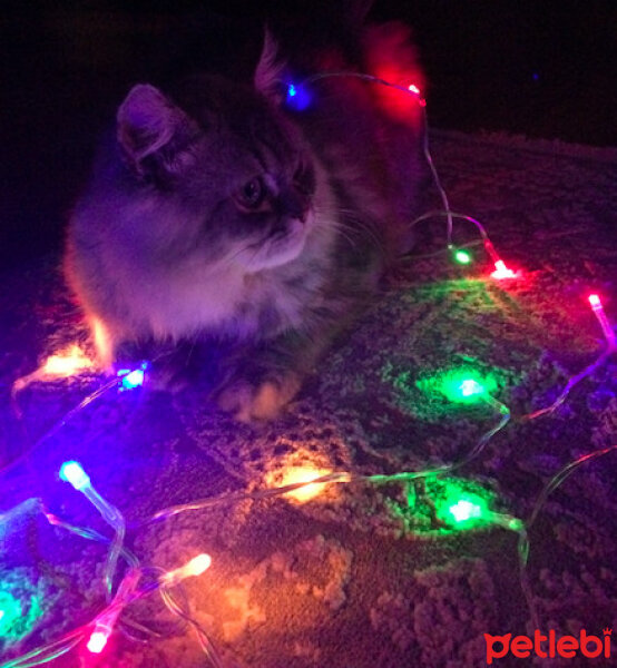 Chinchilla, Kedi  İrmik fotoğrafı