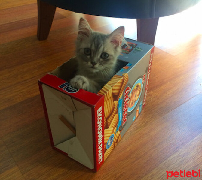 Chinchilla, Kedi  İrmik fotoğrafı