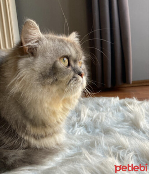 Chinchilla, Kedi  İrmik fotoğrafı