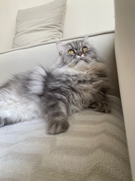 Chinchilla, Kedi  İrmik fotoğrafı