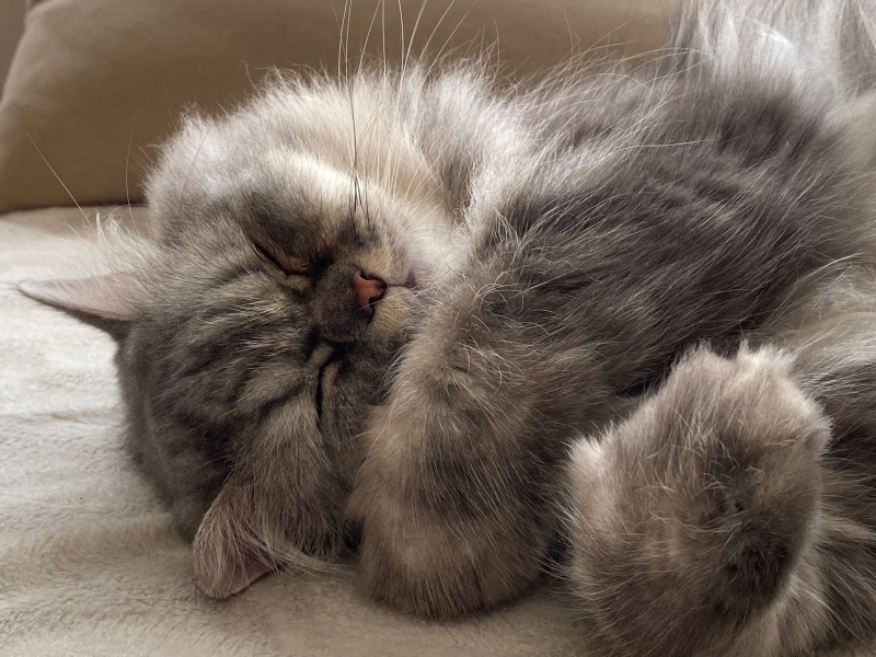 Chinchilla, Kedi  İrmik fotoğrafı