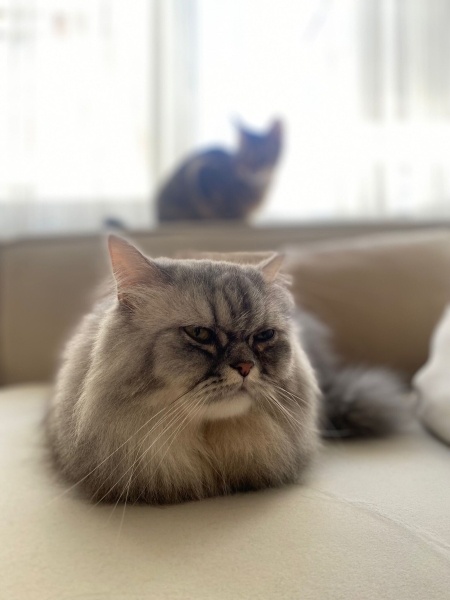 Chinchilla, Kedi  İrmik fotoğrafı