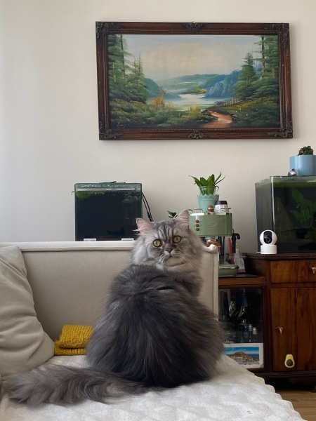 Chinchilla, Kedi  İrmik fotoğrafı