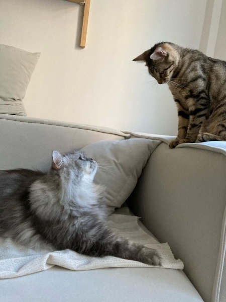 Chinchilla, Kedi  İrmik fotoğrafı