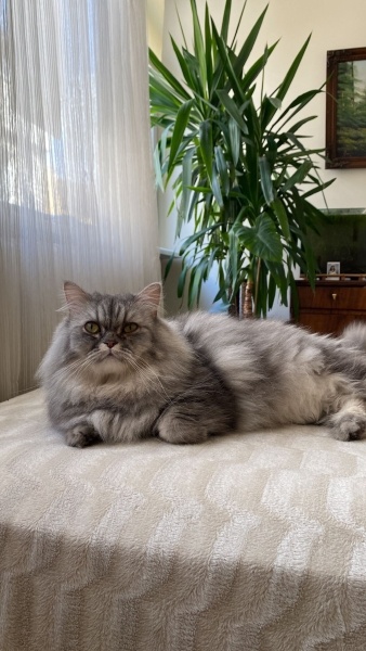 Chinchilla, Kedi  İrmik fotoğrafı