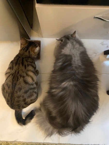 Chinchilla, Kedi  İrmik fotoğrafı